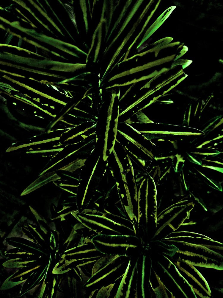 Emerald Tapestry