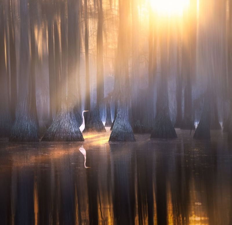 Caddo lake