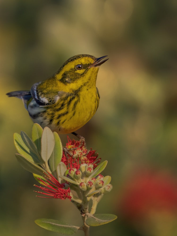 Townsend's warbler