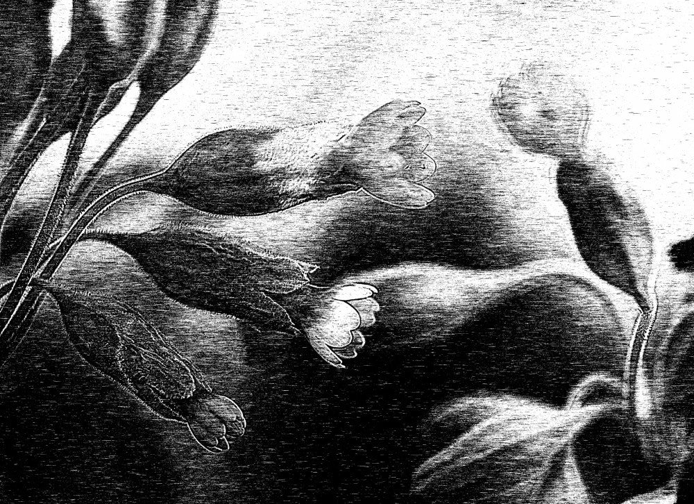 Shaded flowers.