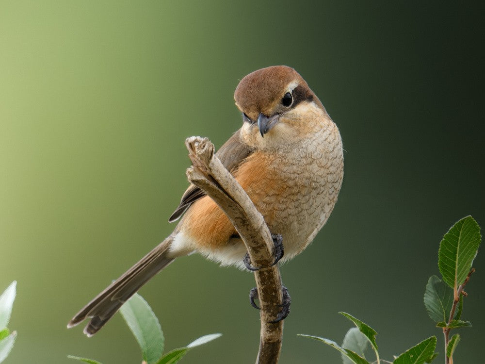 Small raptor