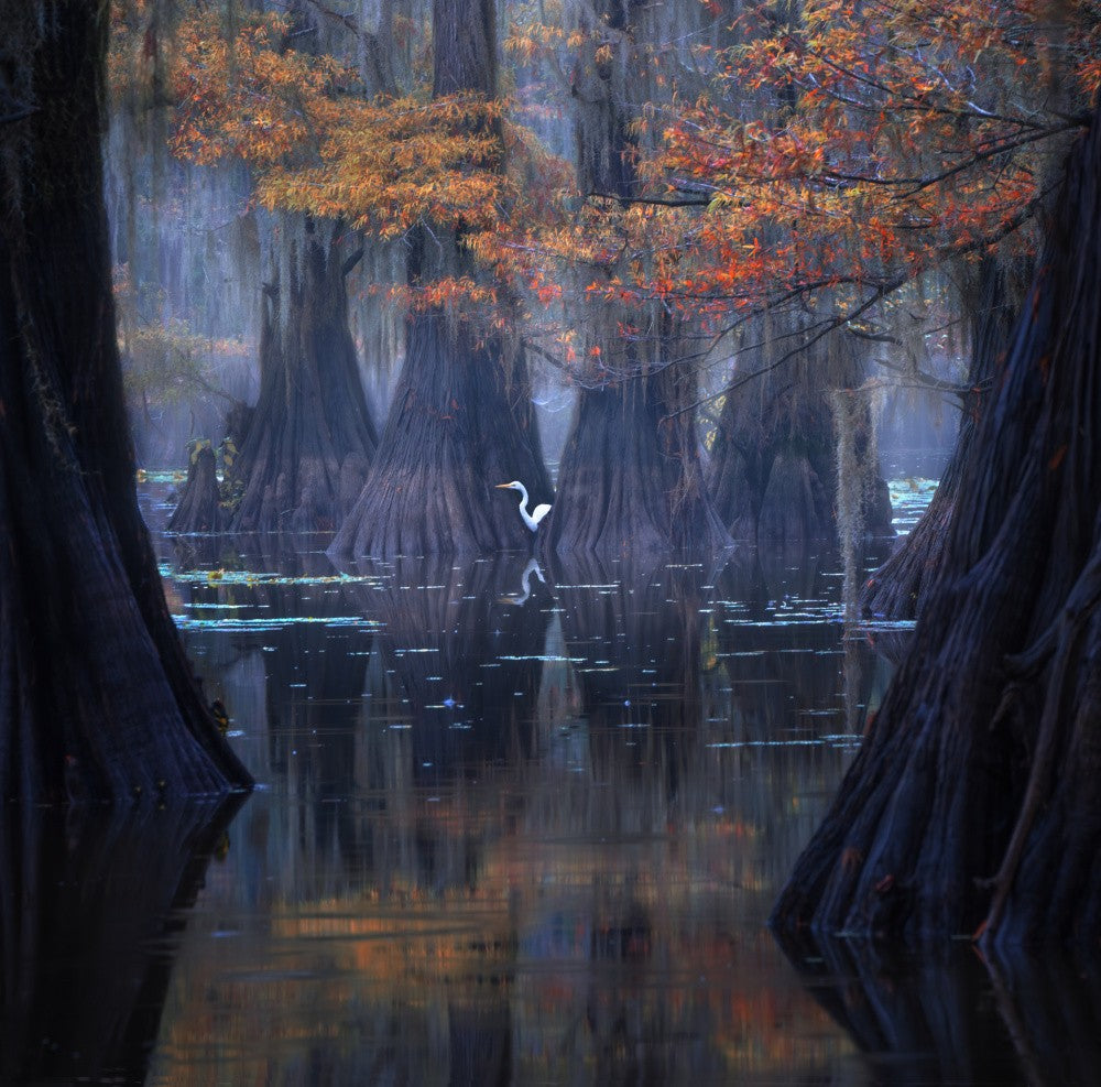 Framed in Autumn