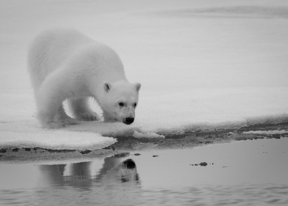 Mirror on the floor.. Svalbard