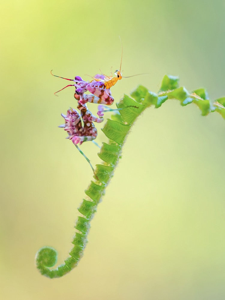 Dornenmantis