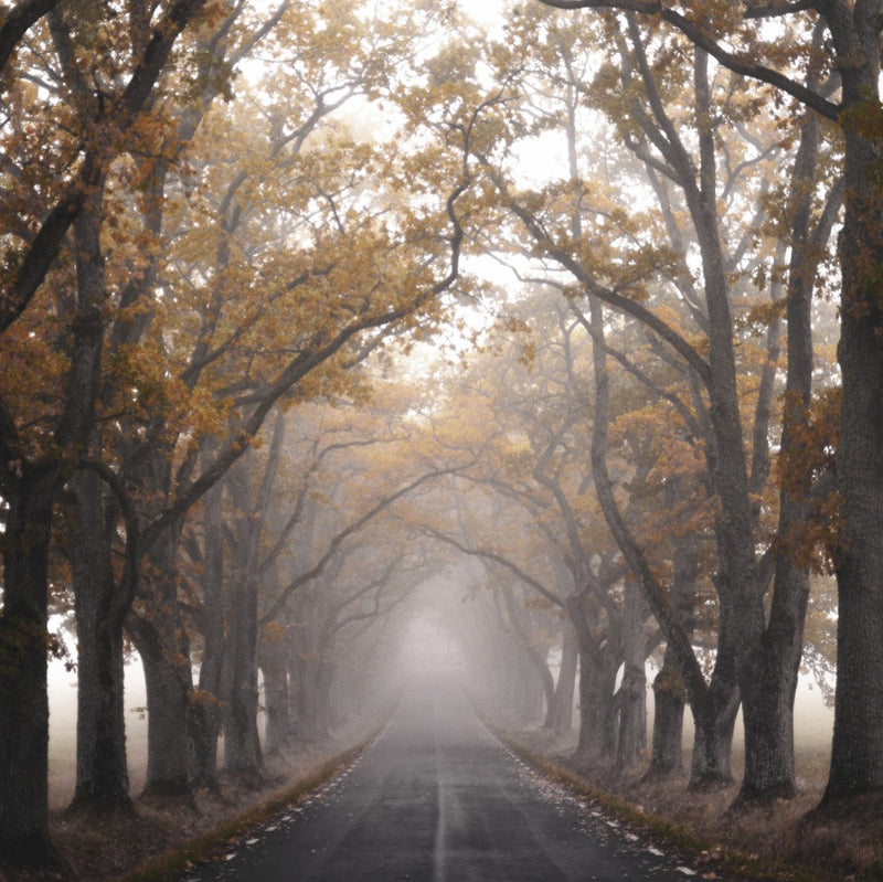 Autumn Avenue