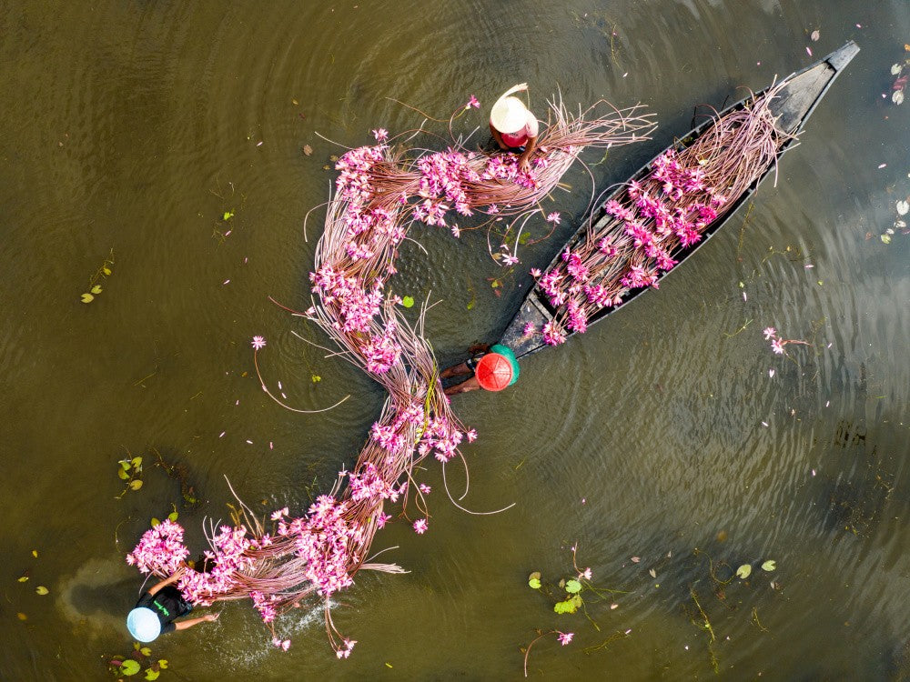 Waterlilies in Bangladesh