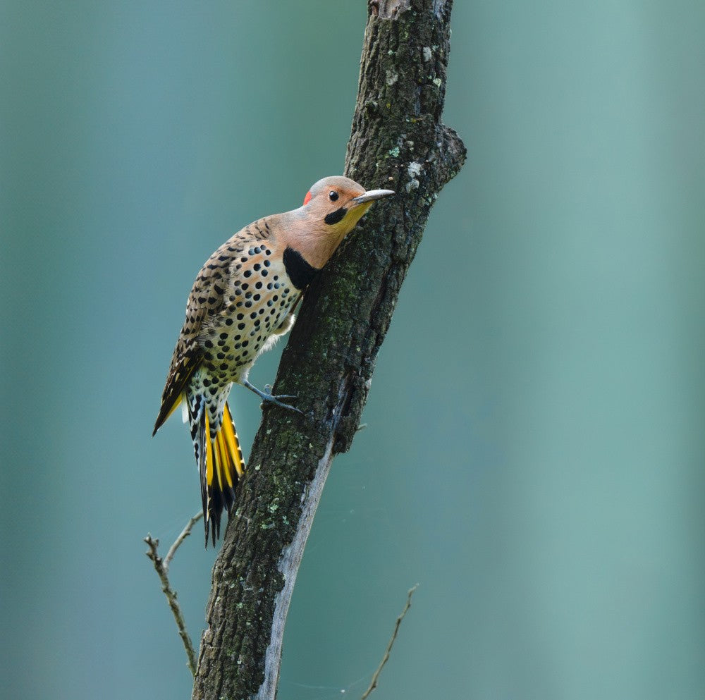 Woodpecker