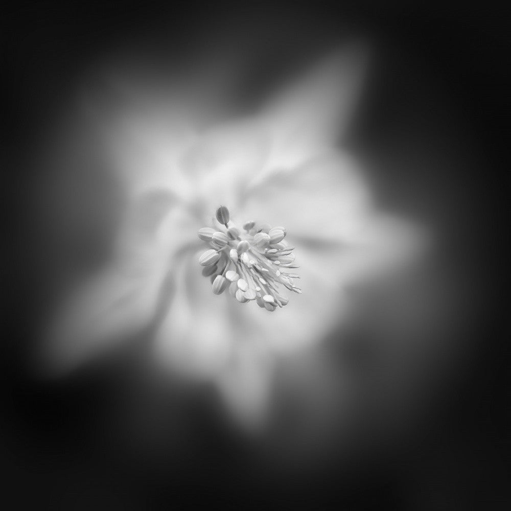 The Essence of  a Flower