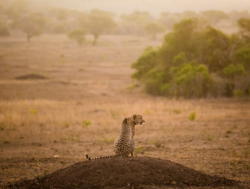SAVANNA CAT