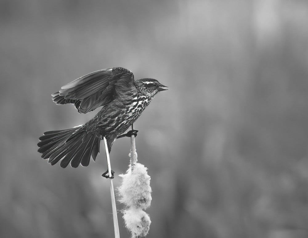 Take off