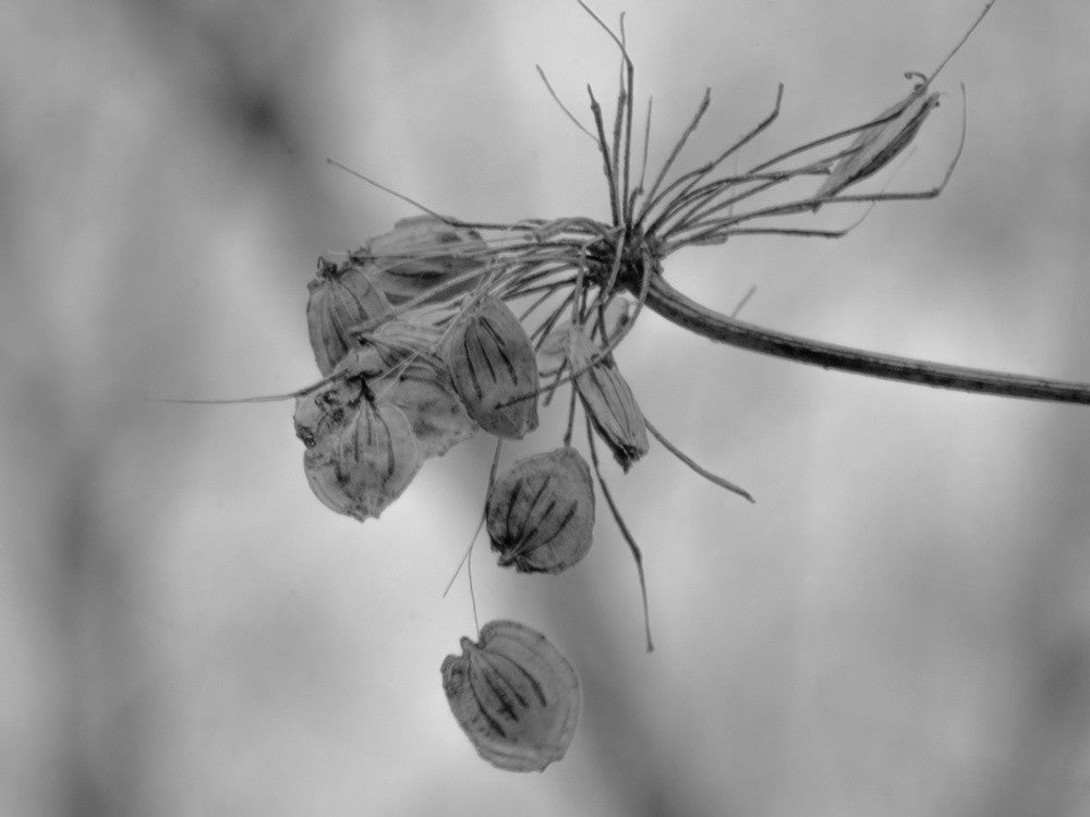 Faded Glorie, Daucus carota
