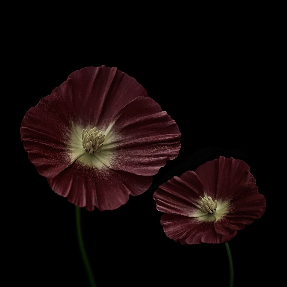 California poppies