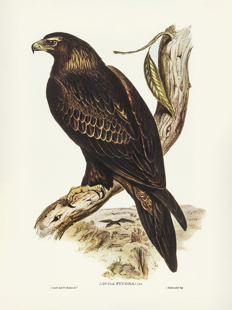 Aigle à queue cunéiforme