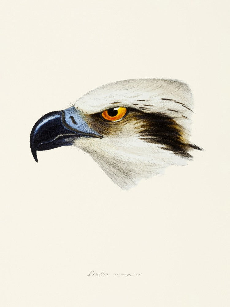 White Headed Osprey