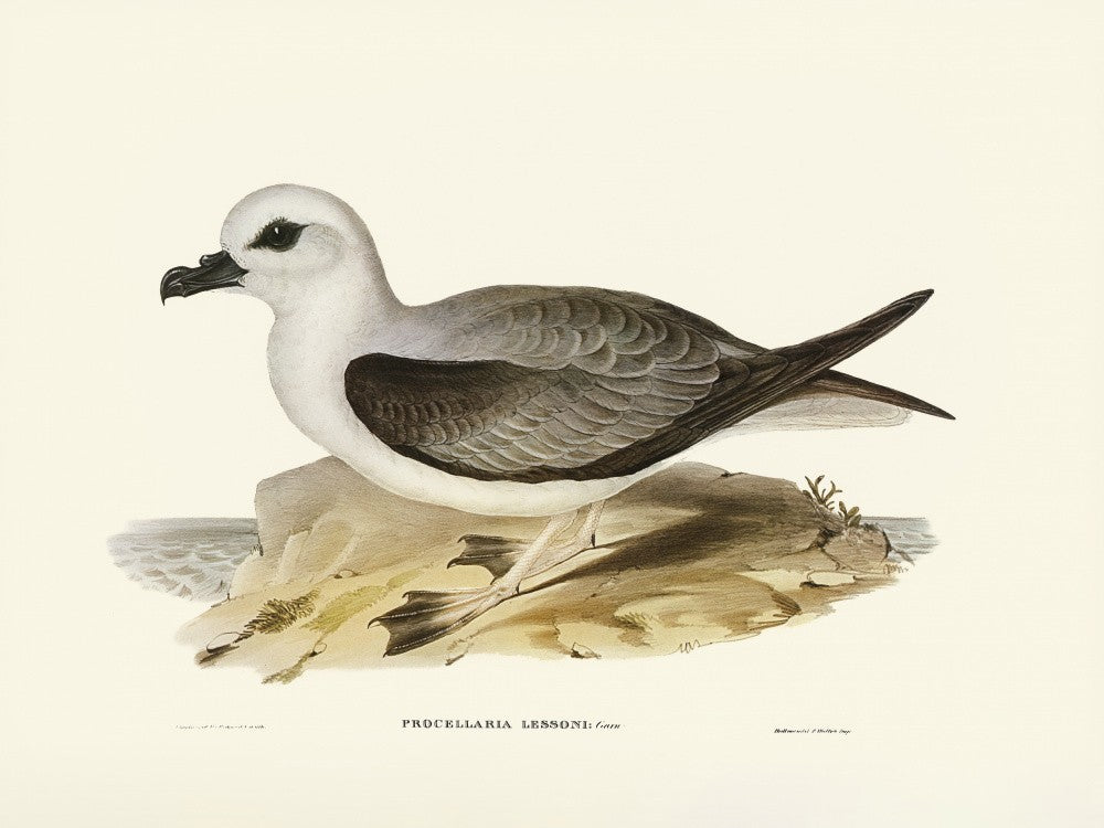 White Headed Petrel
