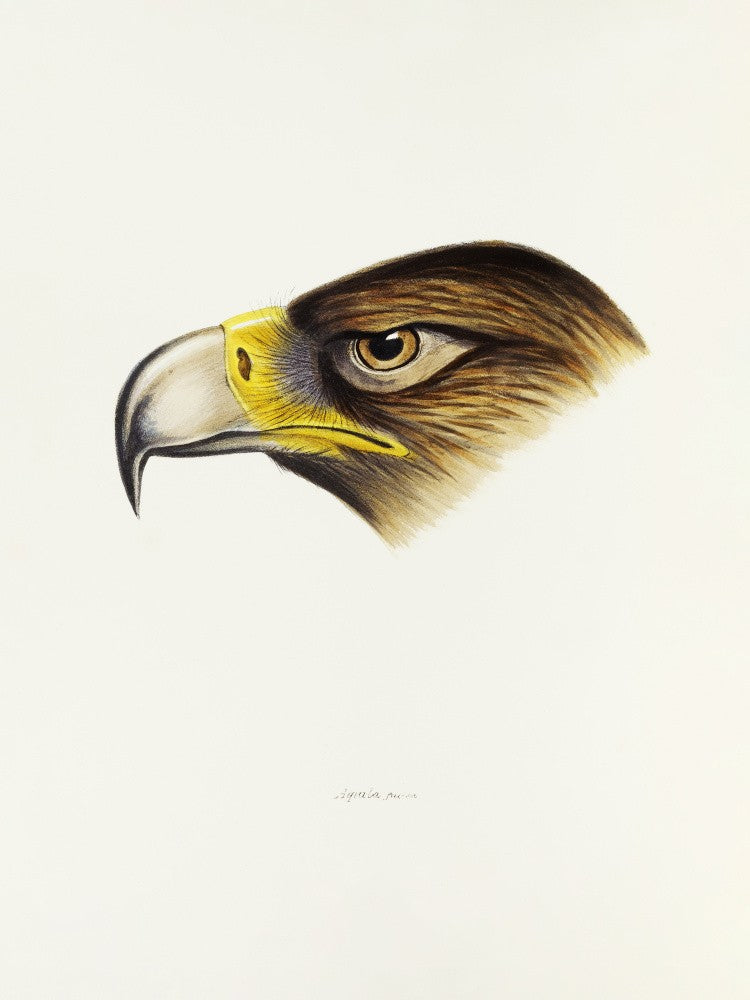 Aigle à queue cunéiforme