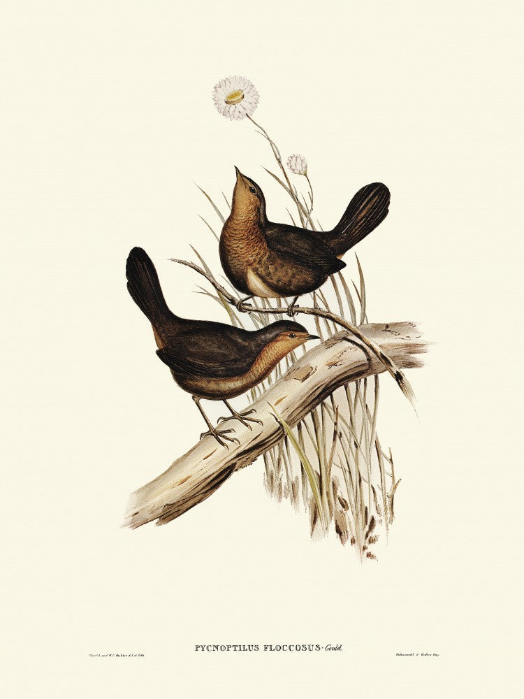 Downy Pycnoptilus