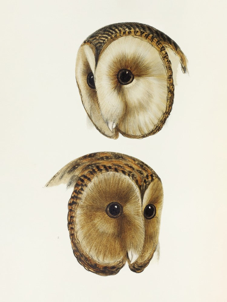 Masked Barn Owl
