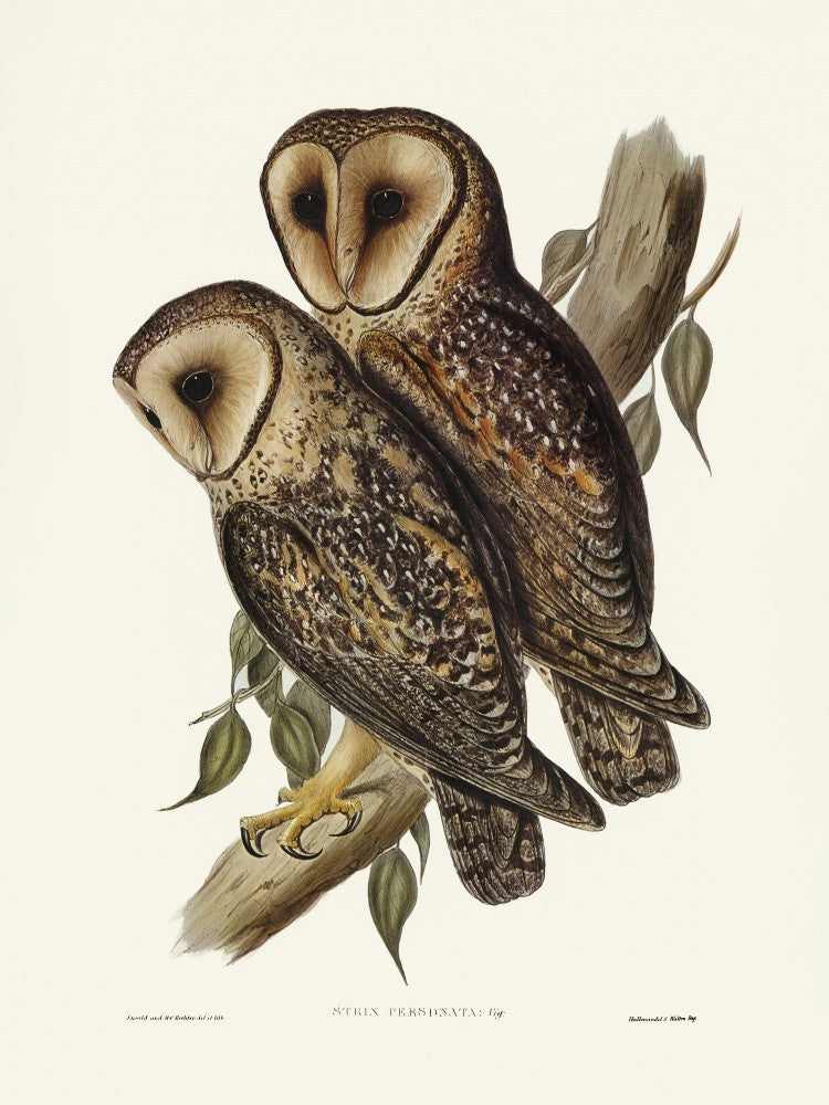 Masked Barn Owl