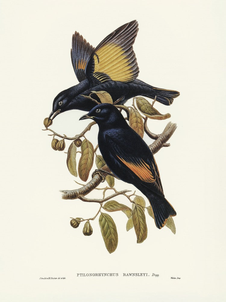 Oiseau jardinier de Rawnsley