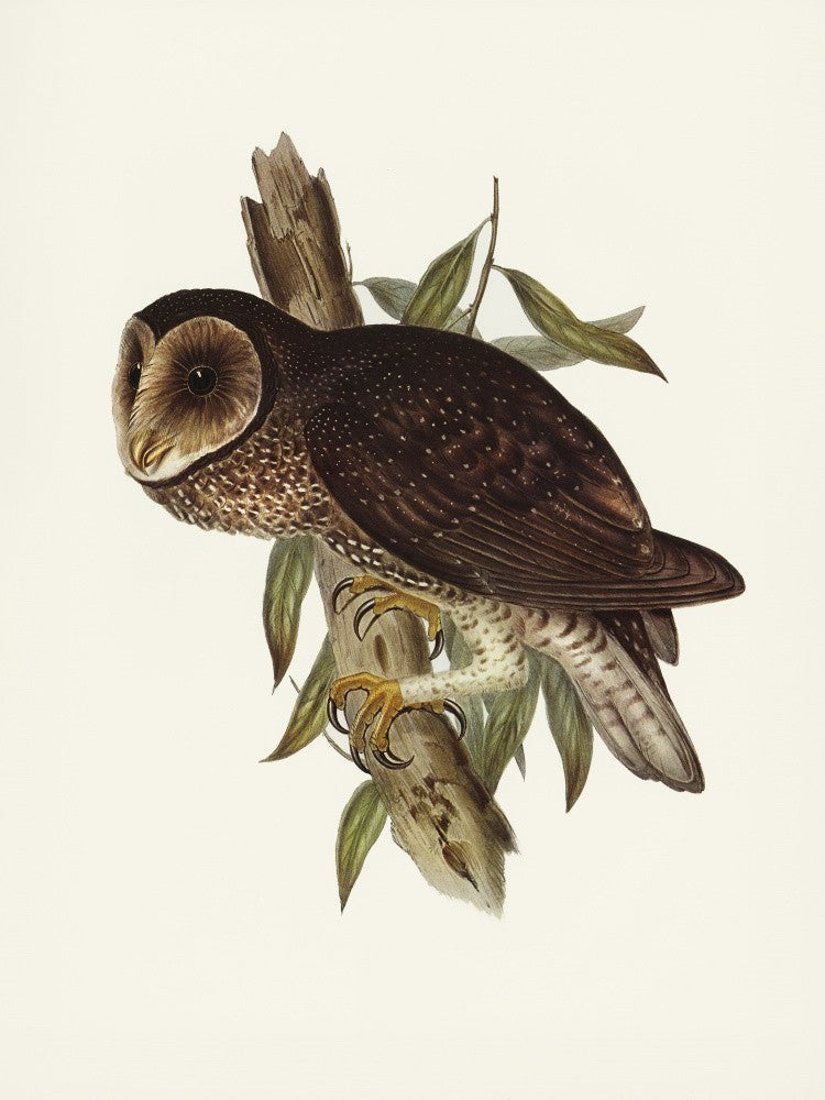 Sooty Owl
