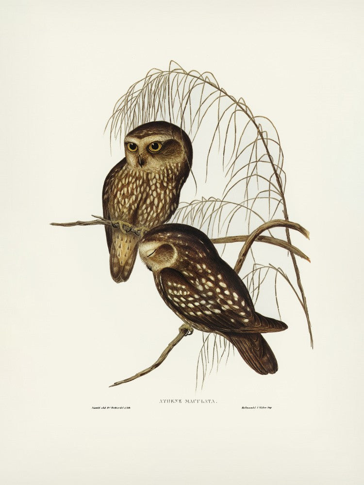 Spotted Owl