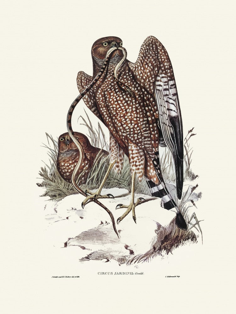 Square Tailed Kite
