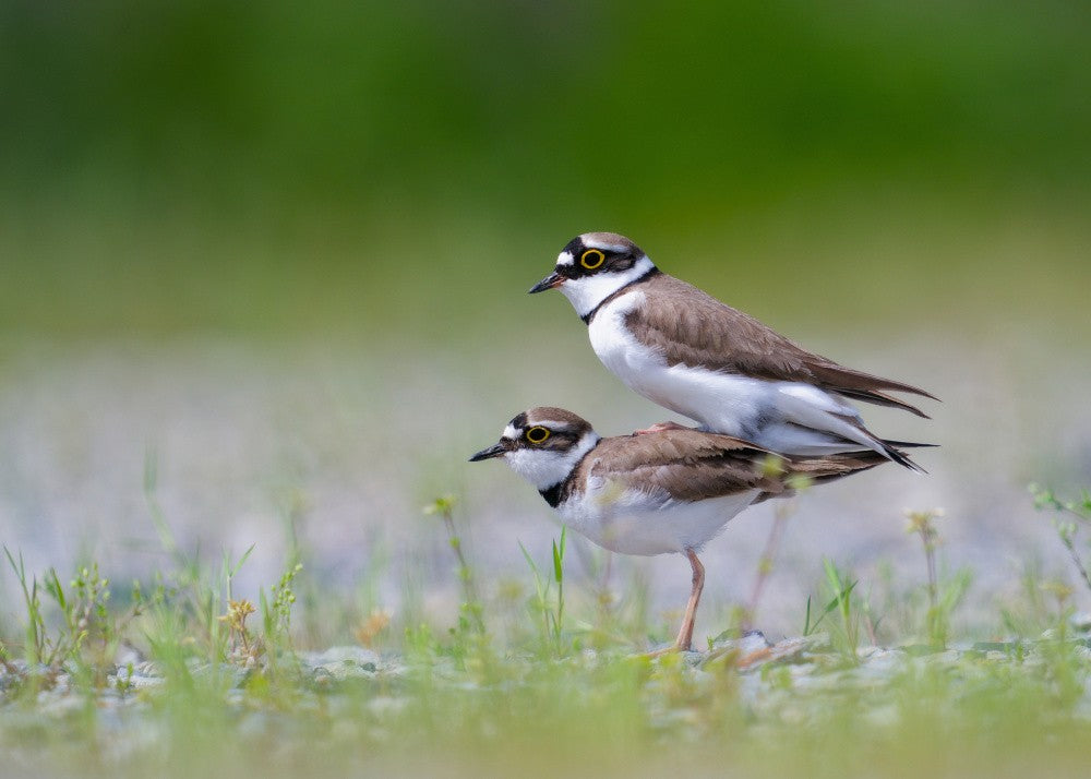 Little Ringed Plover