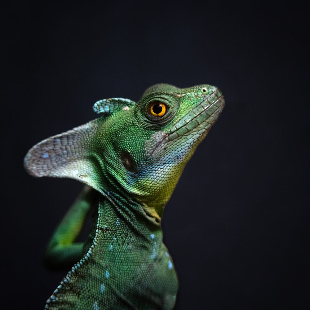 Plumed Basilisk - Basiliscus Plumifrons