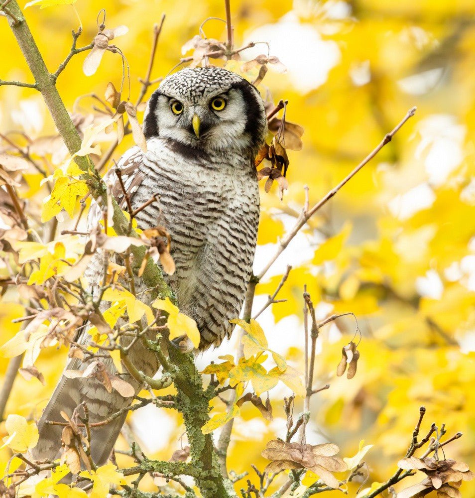 Owl in Autumn.