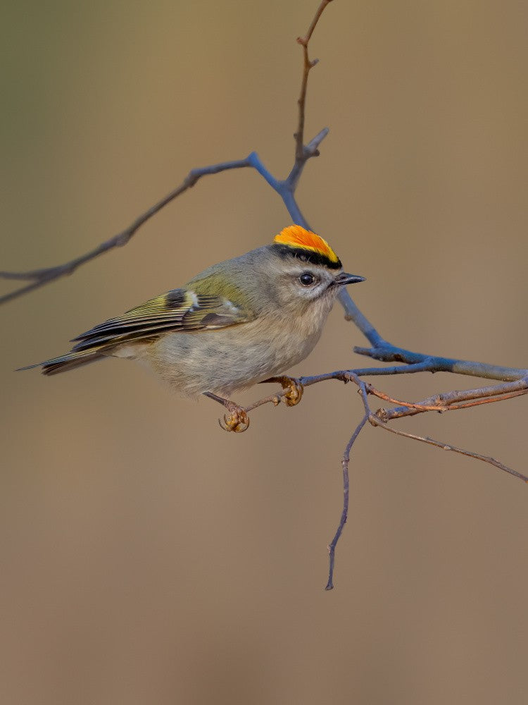 Golden-crowned kinglet