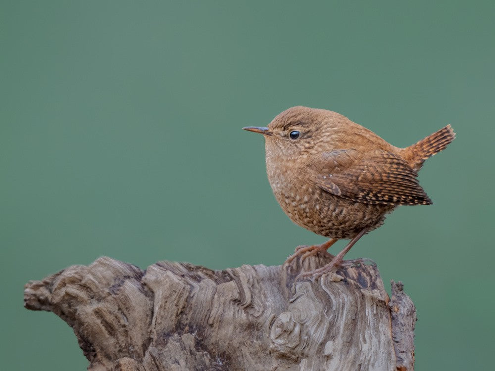 Winter wren
