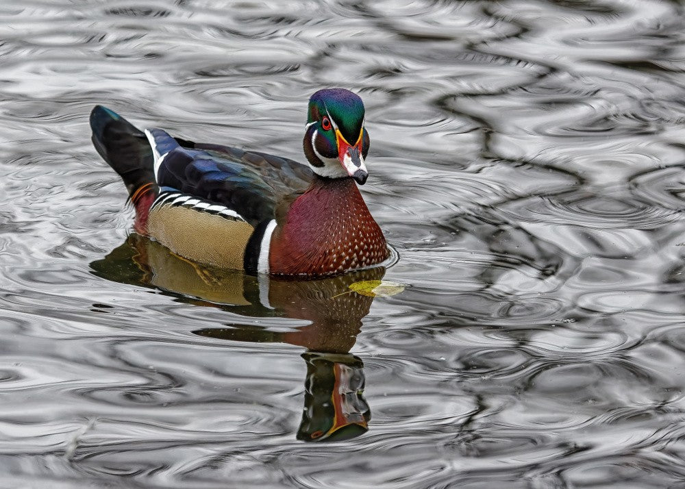 Full Colours on Display