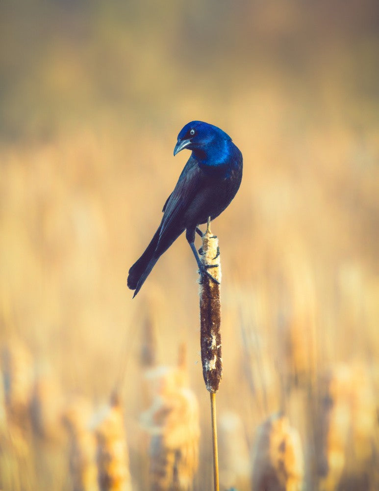 Grackle
