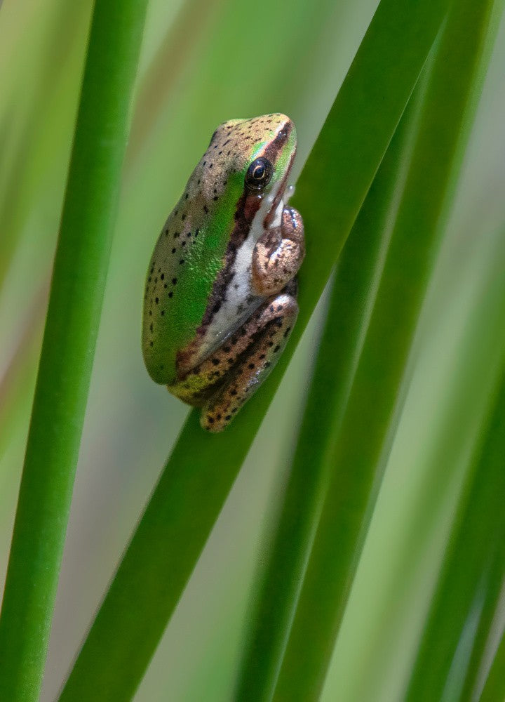 Teichfrosch