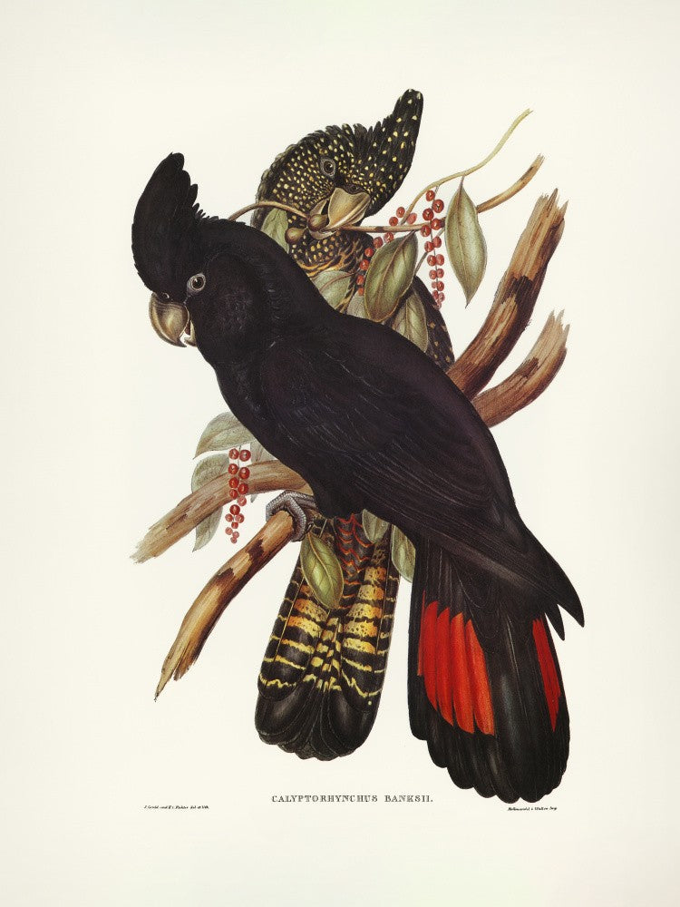Banksian Cockatoo