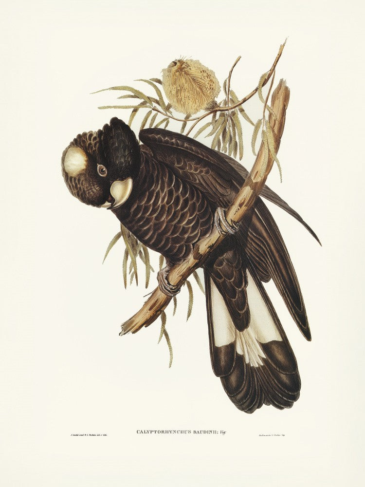Baudin's Cockatoo