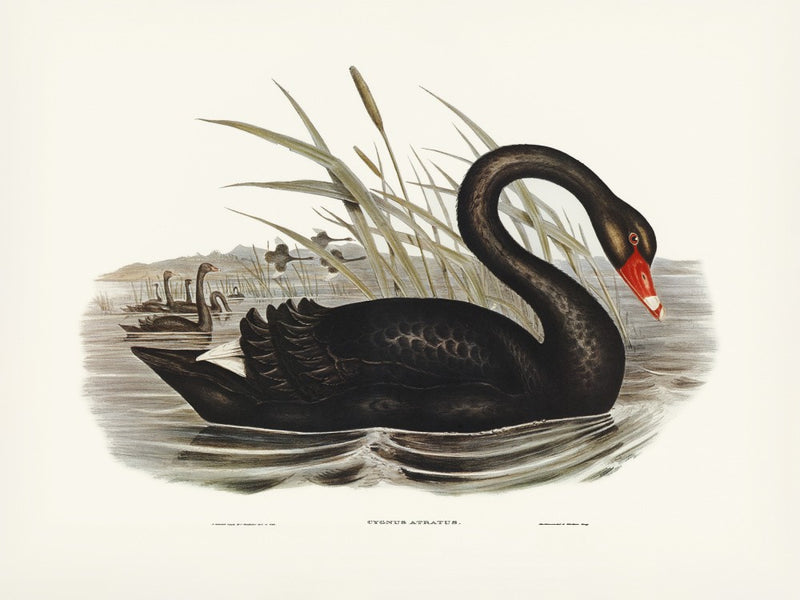 Cygne noir