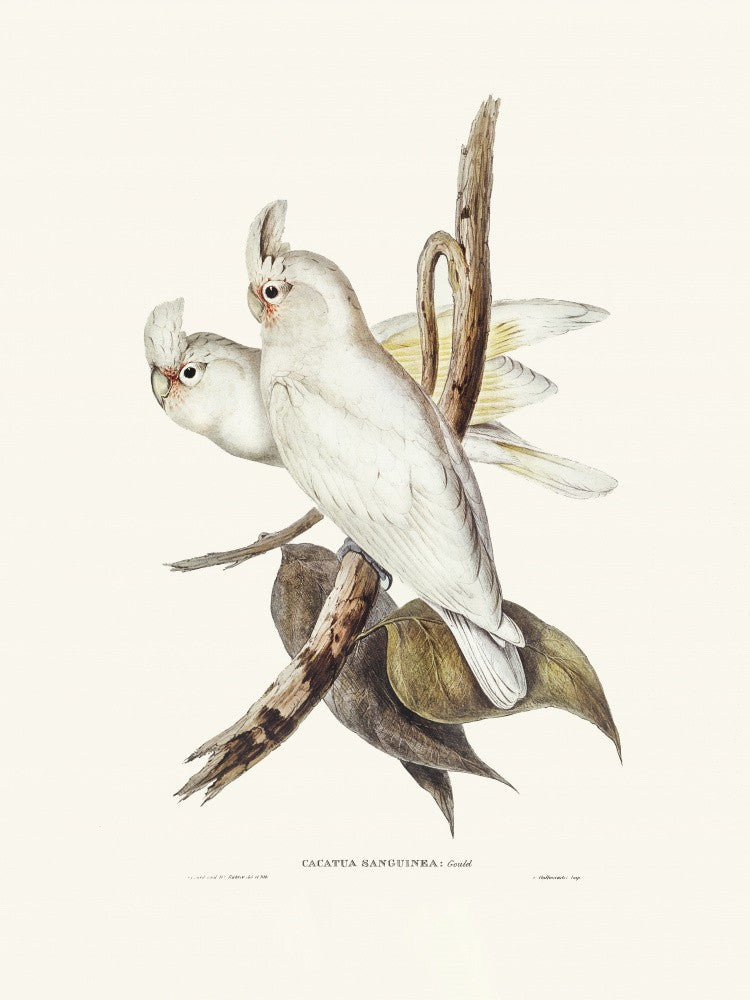 Blood Stained Cockatoo