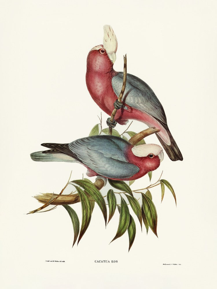 Cacatua Eos
