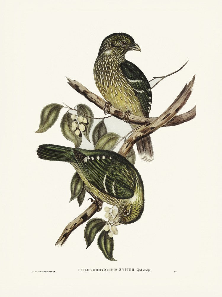 Cat Bird