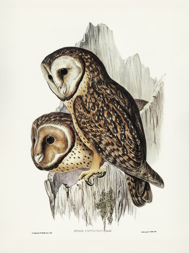 Chestnut Faced Owl