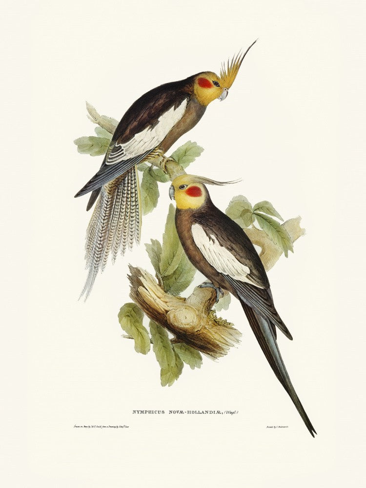 Cockatoo Parakeet