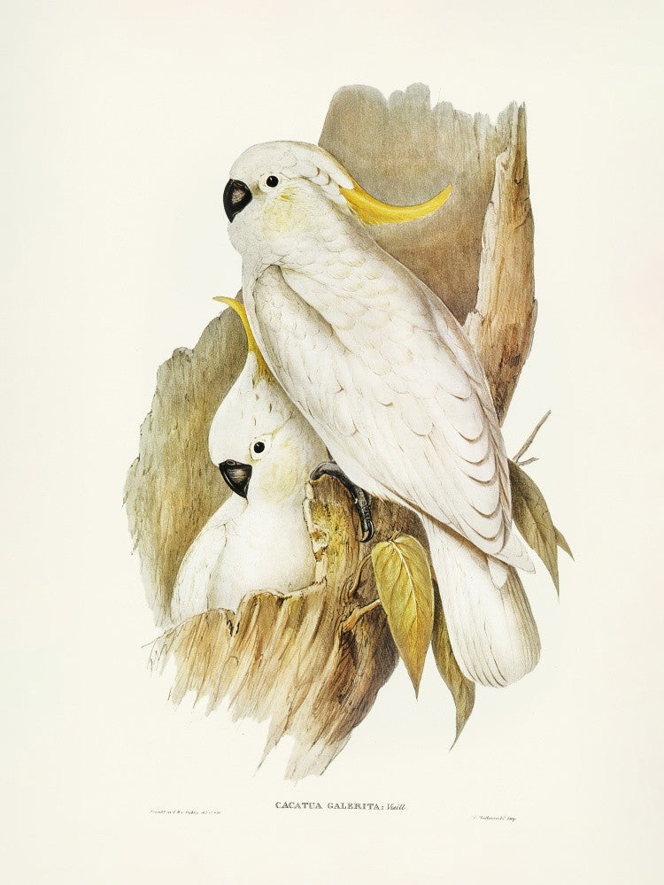 Crested Cockatoo