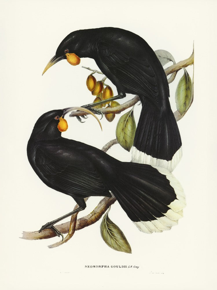 Gould's Neomorpha