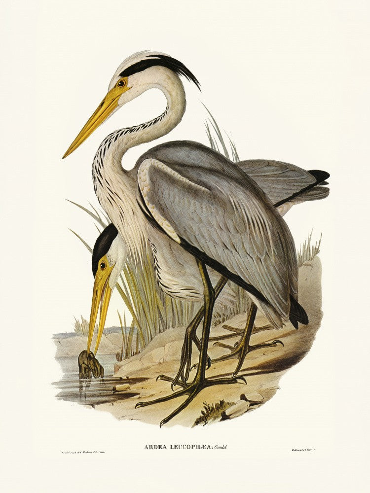 Great Grey Heron