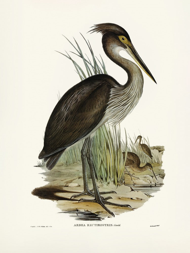Great Billed Heron