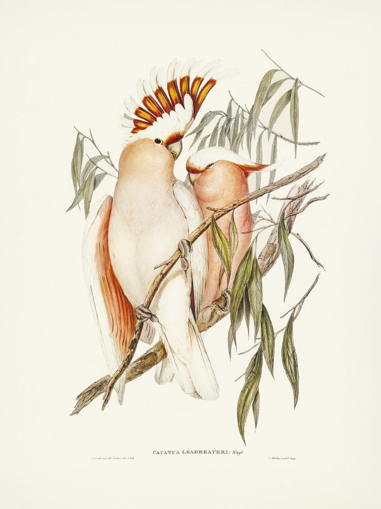 Cacatoès de Leadbeater