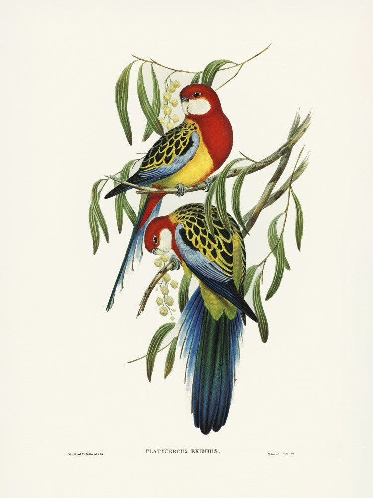 Rosellasittich