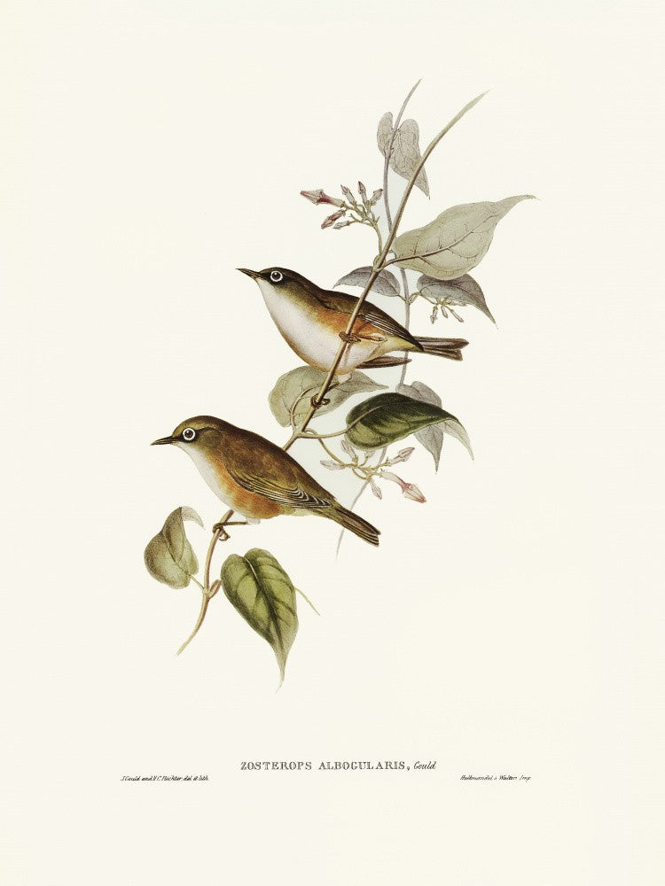 White Breasted Zosterops
